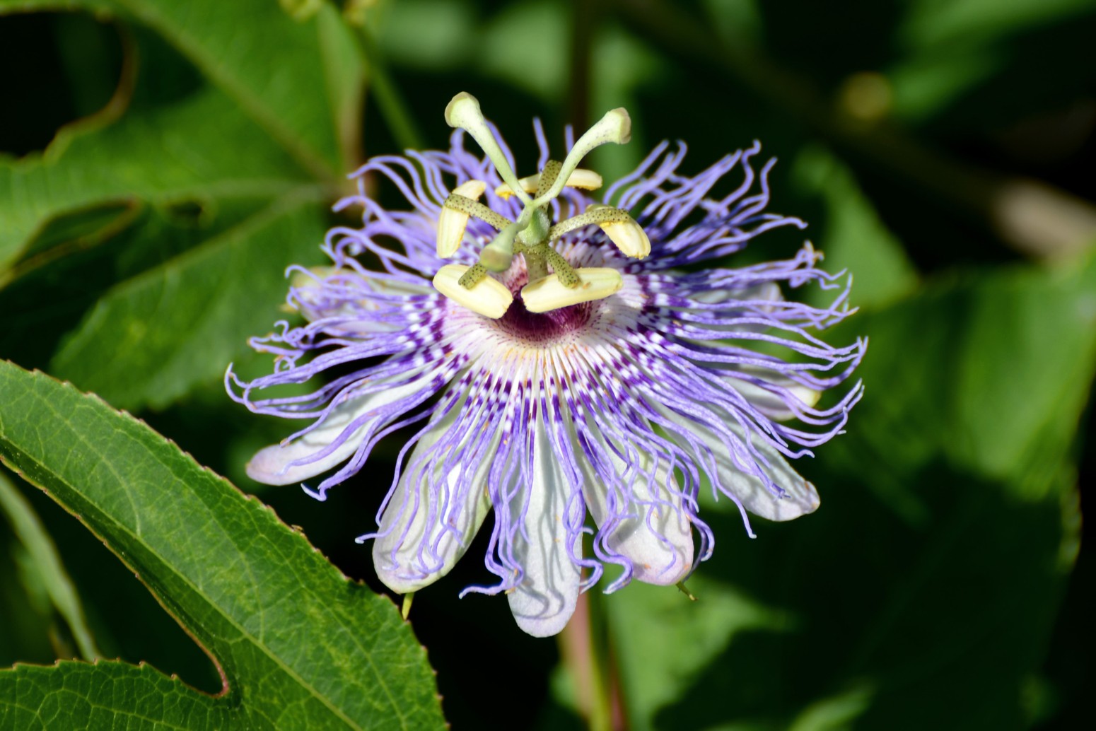 Представитель Семейства Passifloraceae